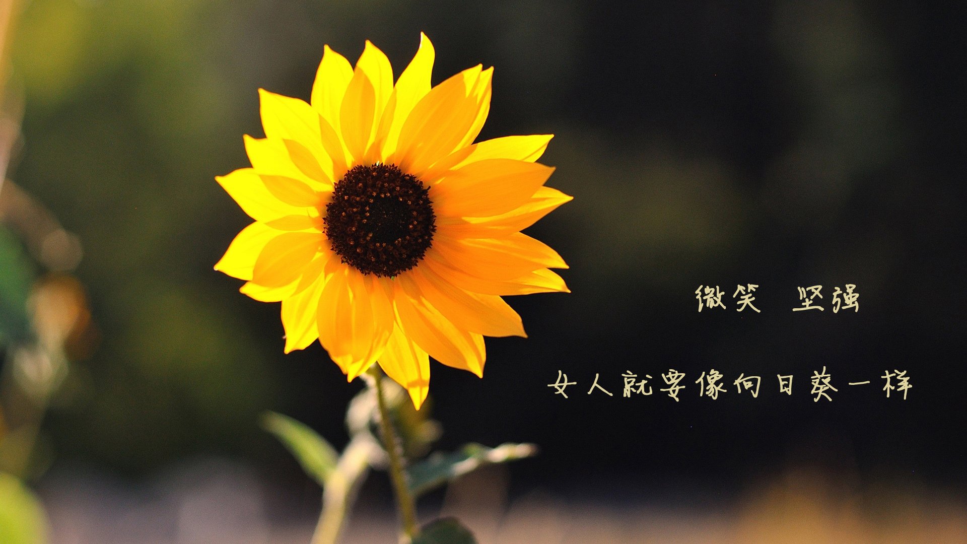 _火箭队士气回升,战绩逐渐提升_,火箭队怎么样