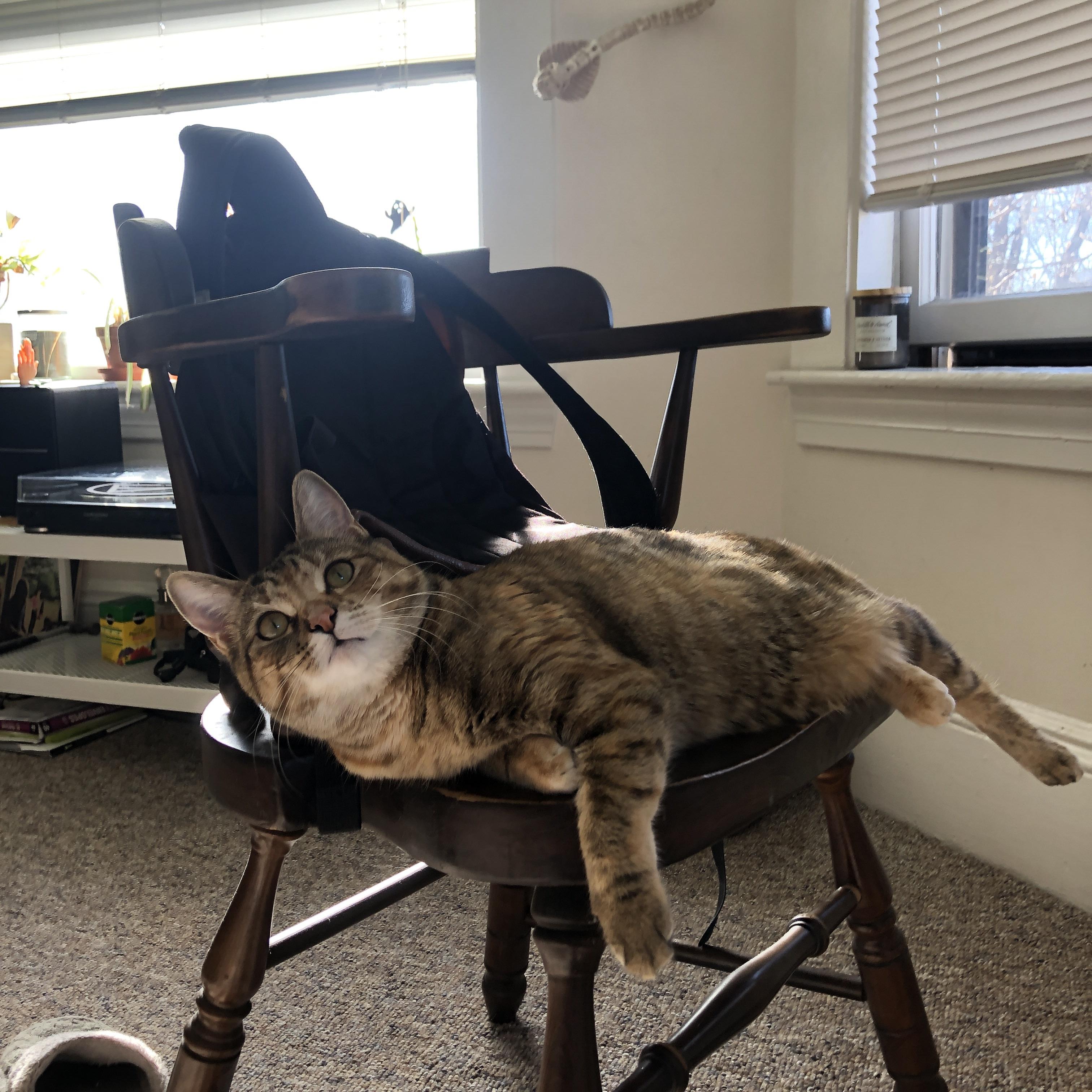 _爵士队攻防两端稳定,排名持续提升_,爵士队强不强