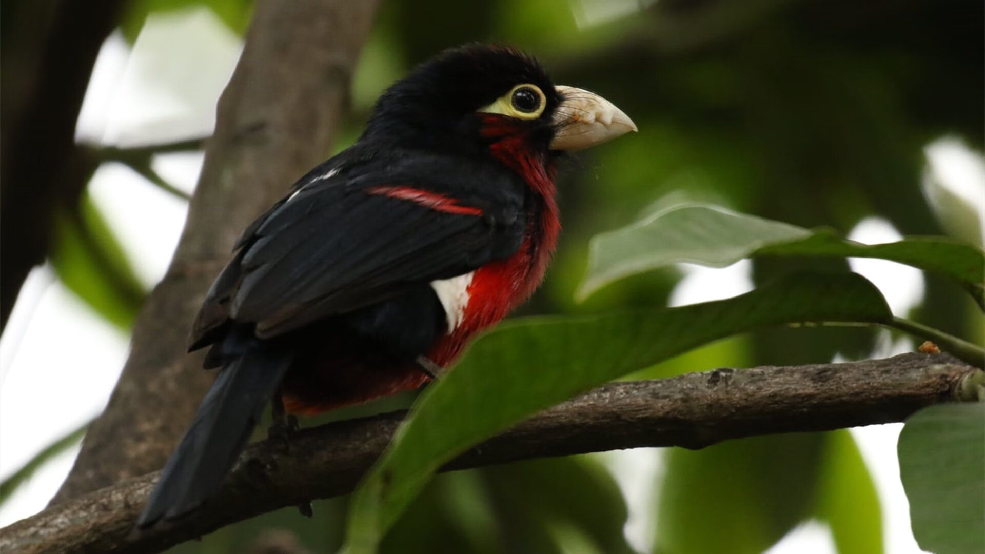 “多场景模拟与AI战术预判,未来对抗将更加智能化和科学化”,场景模拟app