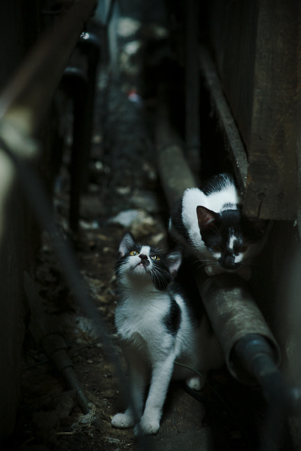 【传感器球飞行追踪】比赛瞬间尽在掌握,科技助力极限突破,flying fish传感器