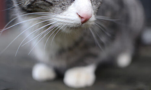 体育+文化创新品牌联名合作,推动特色篮球文化更具影响力,体育品牌文化口号