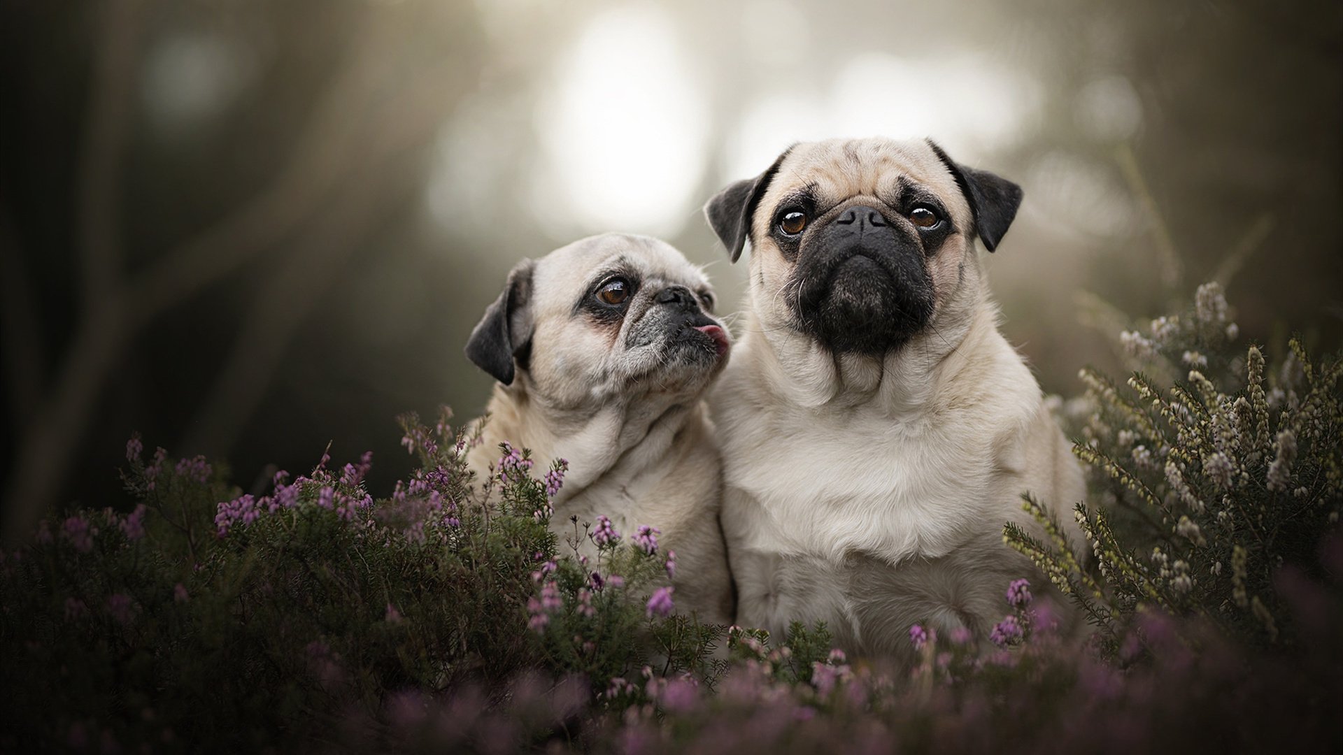 战胜自我：车手面对失败的坚韧心态，关于车手的励志语录